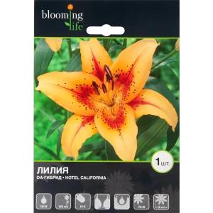 Лилия ОА-гибрид «Отель Калифония» 82539357 STLM-2072697
