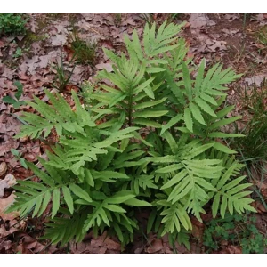 Оноклея чувствительная