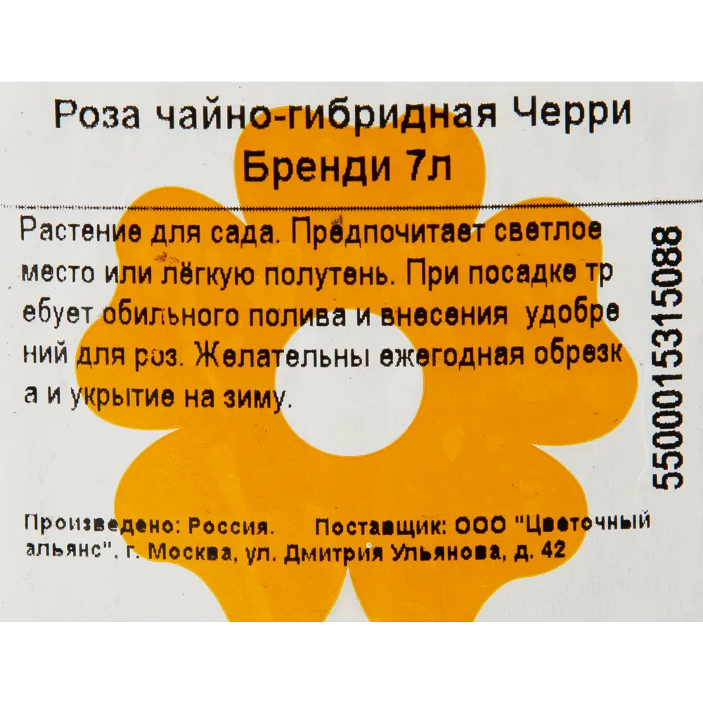 Роза чайно-гибридная «Черри Бренди» 23x40 см 82601787 STLM-2051006 Santreyd  - Вид №2