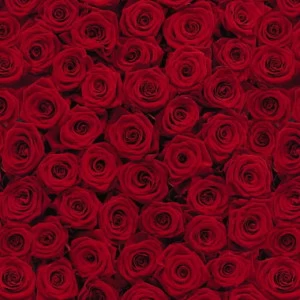 4-077-Roses Фотообои Komar Into Illusions Edition 1 2.7х1.94 м