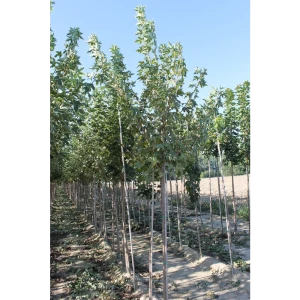 Клен остролистный Друммонди 10-12 см h250-300 см 85087705 STLM-2050267