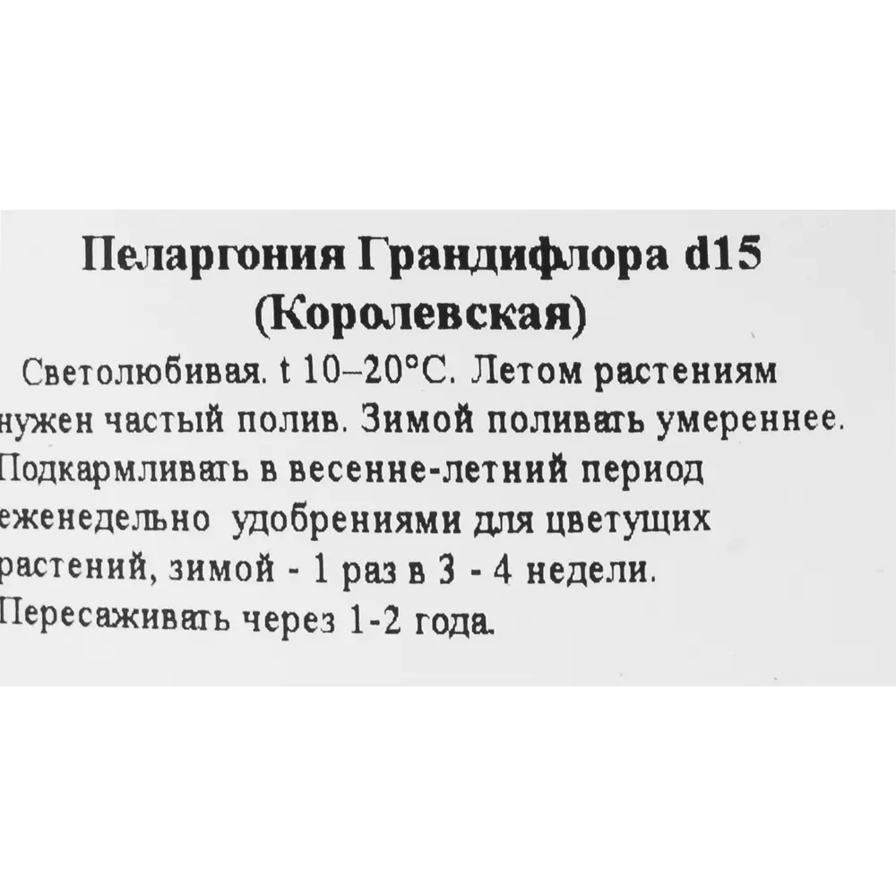 Пеларгония грандифлора ø15 h30 см 83248153 STLM-2128217 Santreyd  - Вид №2