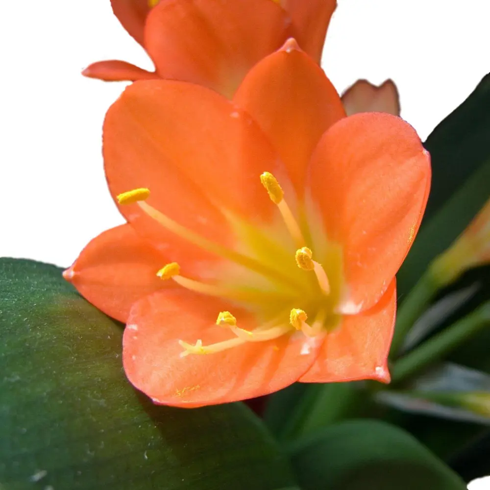 Кливия Santreyd - цветущее комнатное растение с эффектными соцветиями 14750380 STLM-0954663 - Вид №5