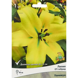 Лилия от-гибрид Ханимун 85205720 STLM-2212284