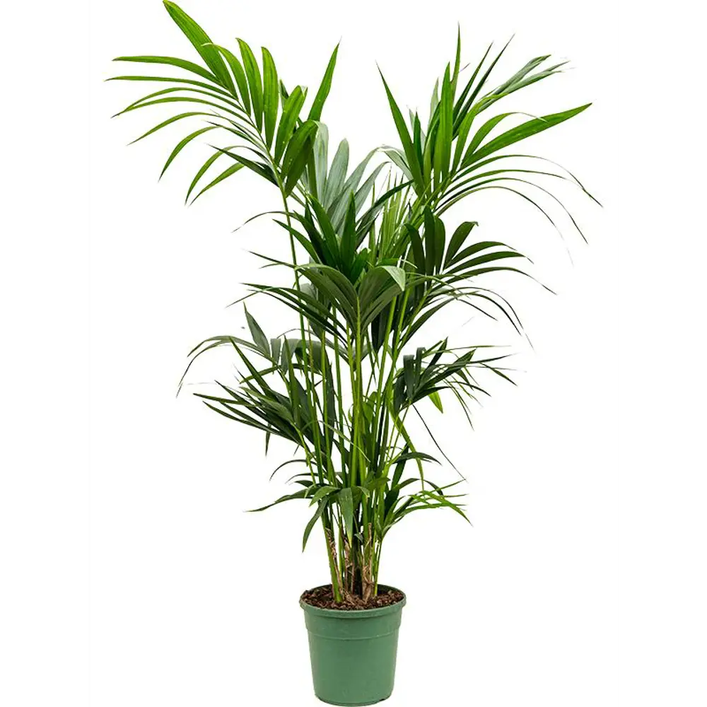 Ховея Santreyd — изящная пальма для вашего интерьера 84586932 STLM-0052396
