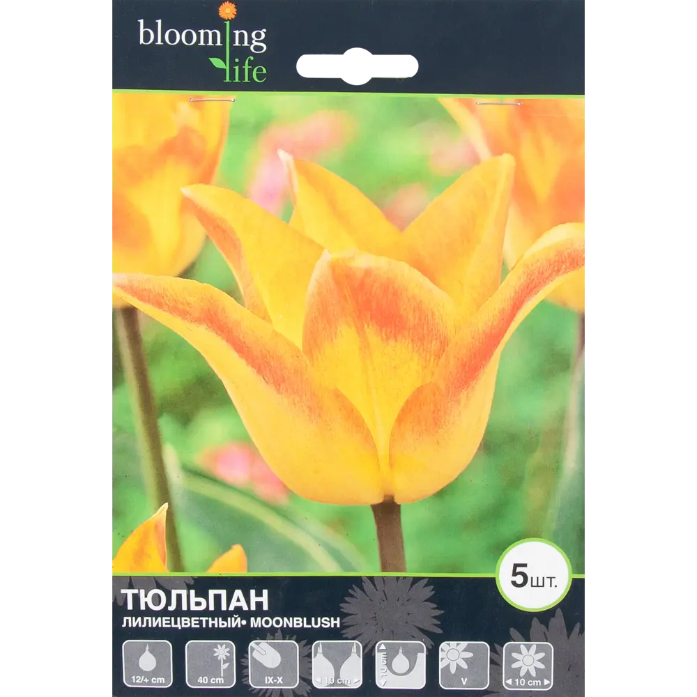Тюльпан «Мунблаш» размер луковицы 12, 5 шт. 82665987 STLM-2017352 BLOOMING LIFE 