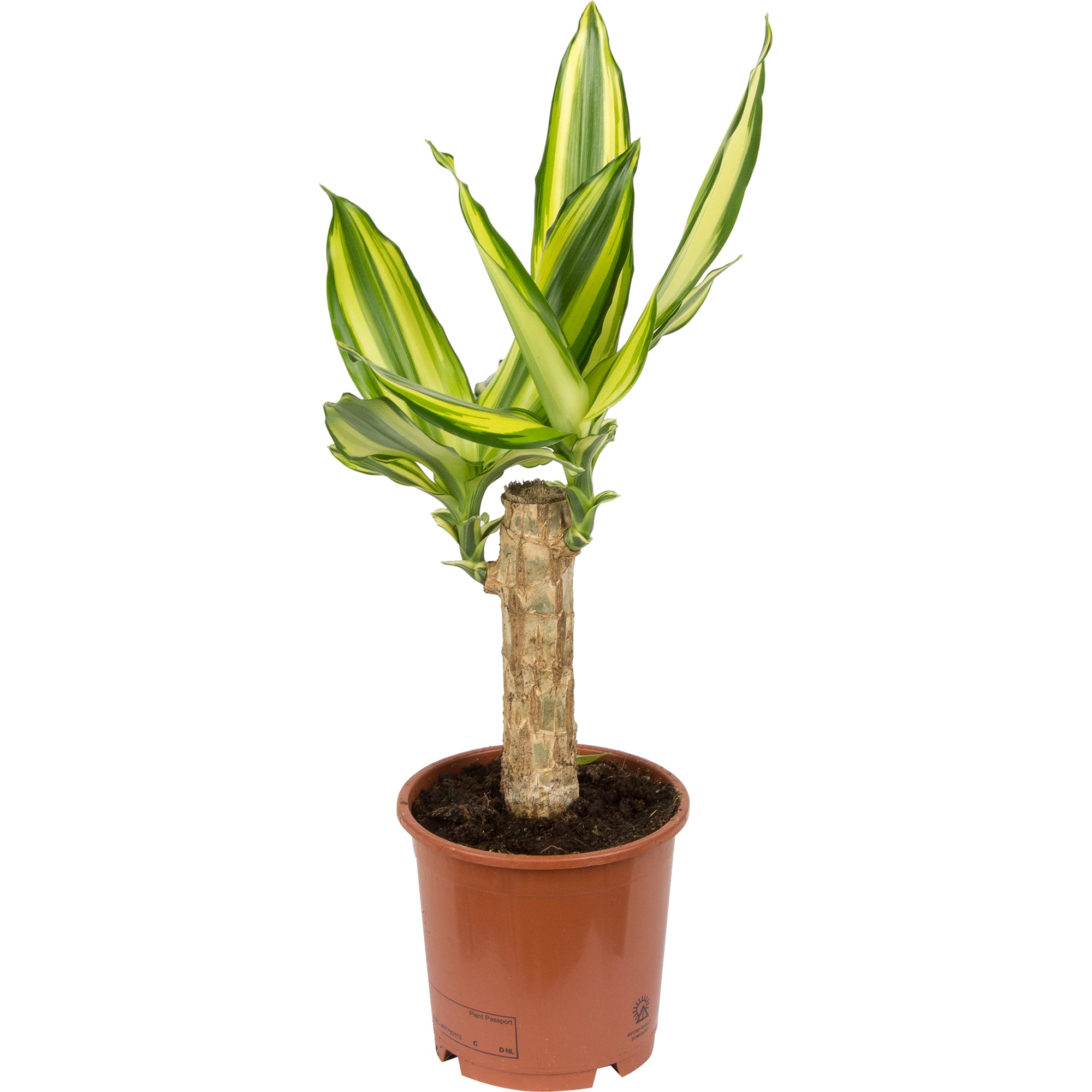 18785969 Плант микс 12х40 см Santreyd 