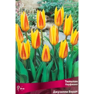 Тюльпан Кауфмана Джузеппе Верди, 10 шт 85205562 STLM-2120499