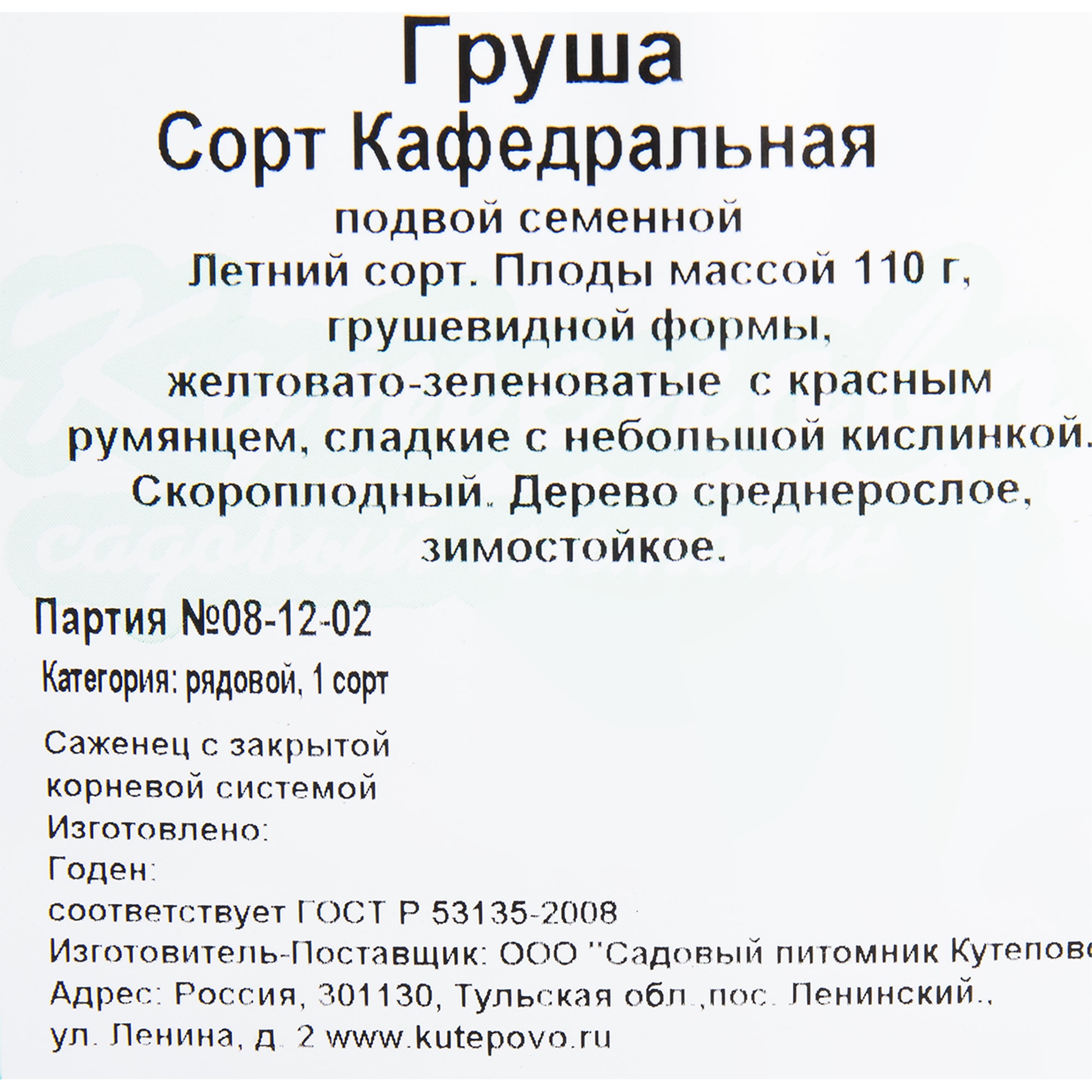 82596986 Груша «Кафедральная» C4 высота 140 см Santreyd  - Вид №1