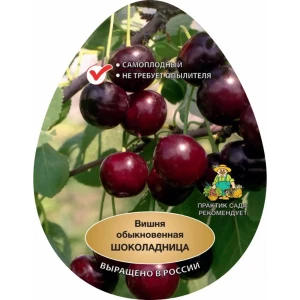 Вишня Шоколадница h220 см 83787992 STLM-2000323
