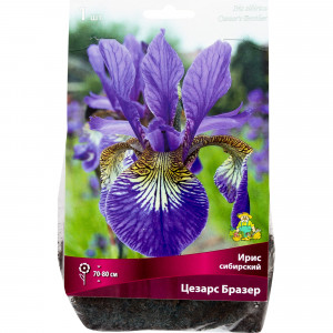 82319544 Ирис сибирский «Цезарс Бразе», размер луковицы I