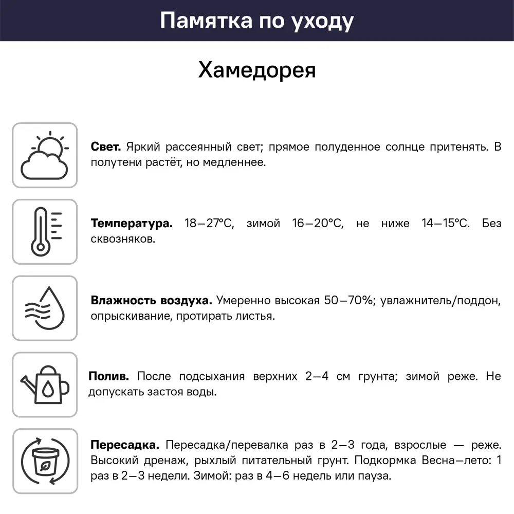 Хамедорея 12x40 см 82383161 STLM-2154481 Santreyd  - Вид №2