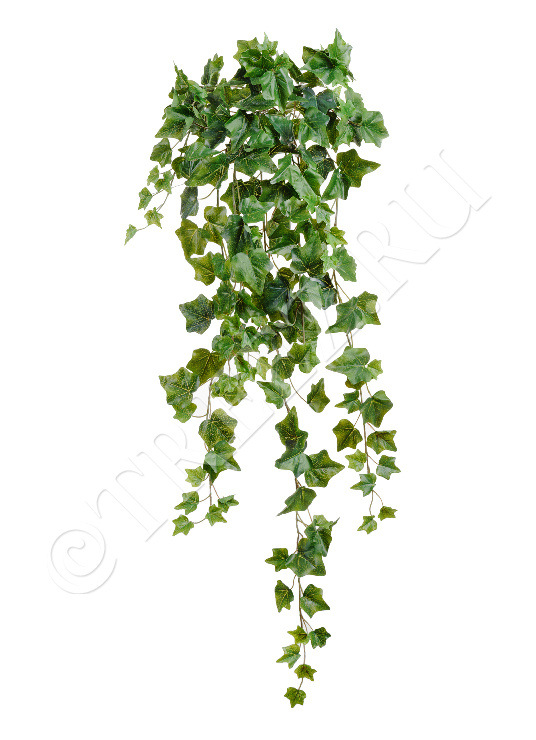 20.05170260N-S Английский плющ Олд Тэмпл зелёный Цветочная коллекция  - Вид №1