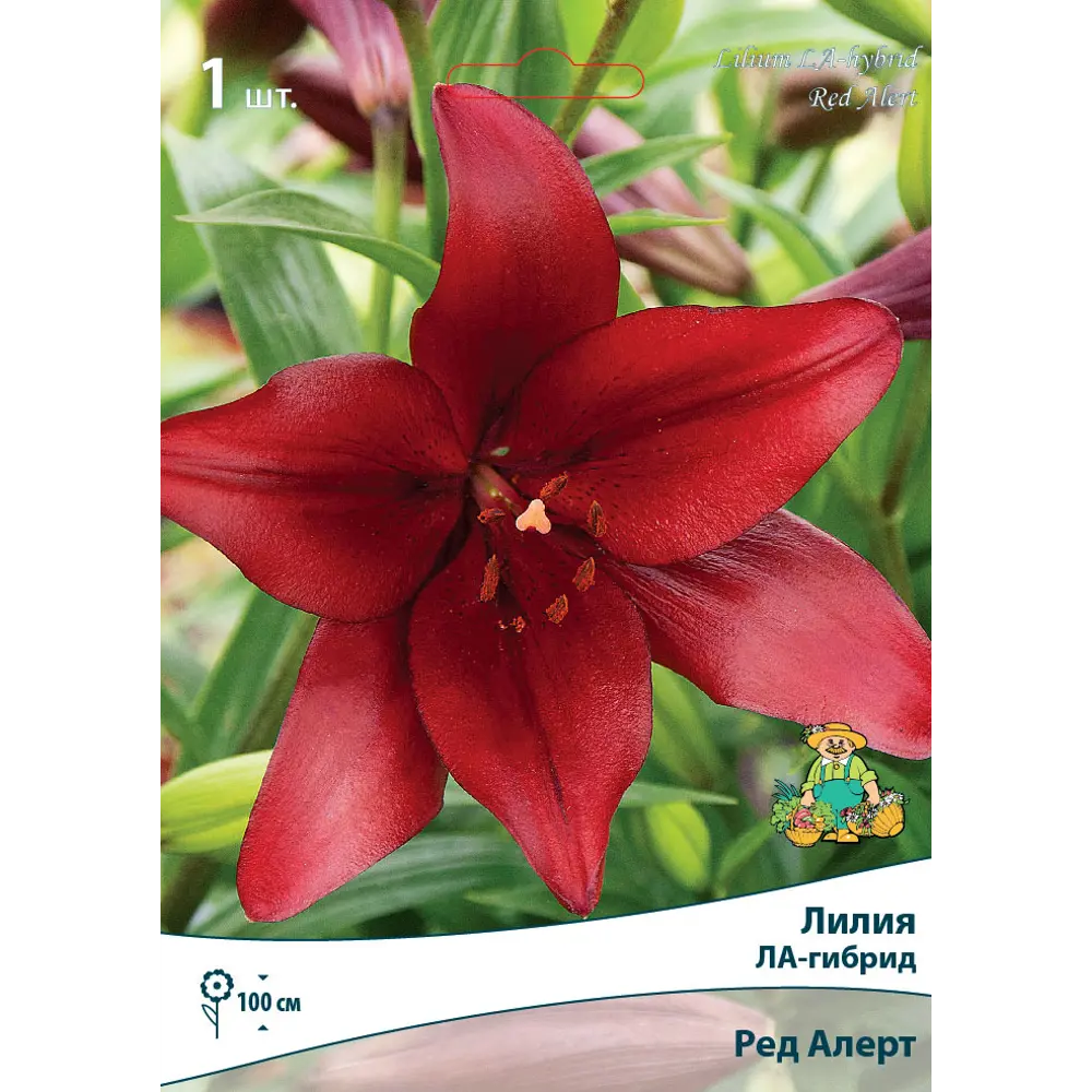 Лилии ЛА-гибриды Ред Алерт 82530218 STLM-2095945 Santreyd 
