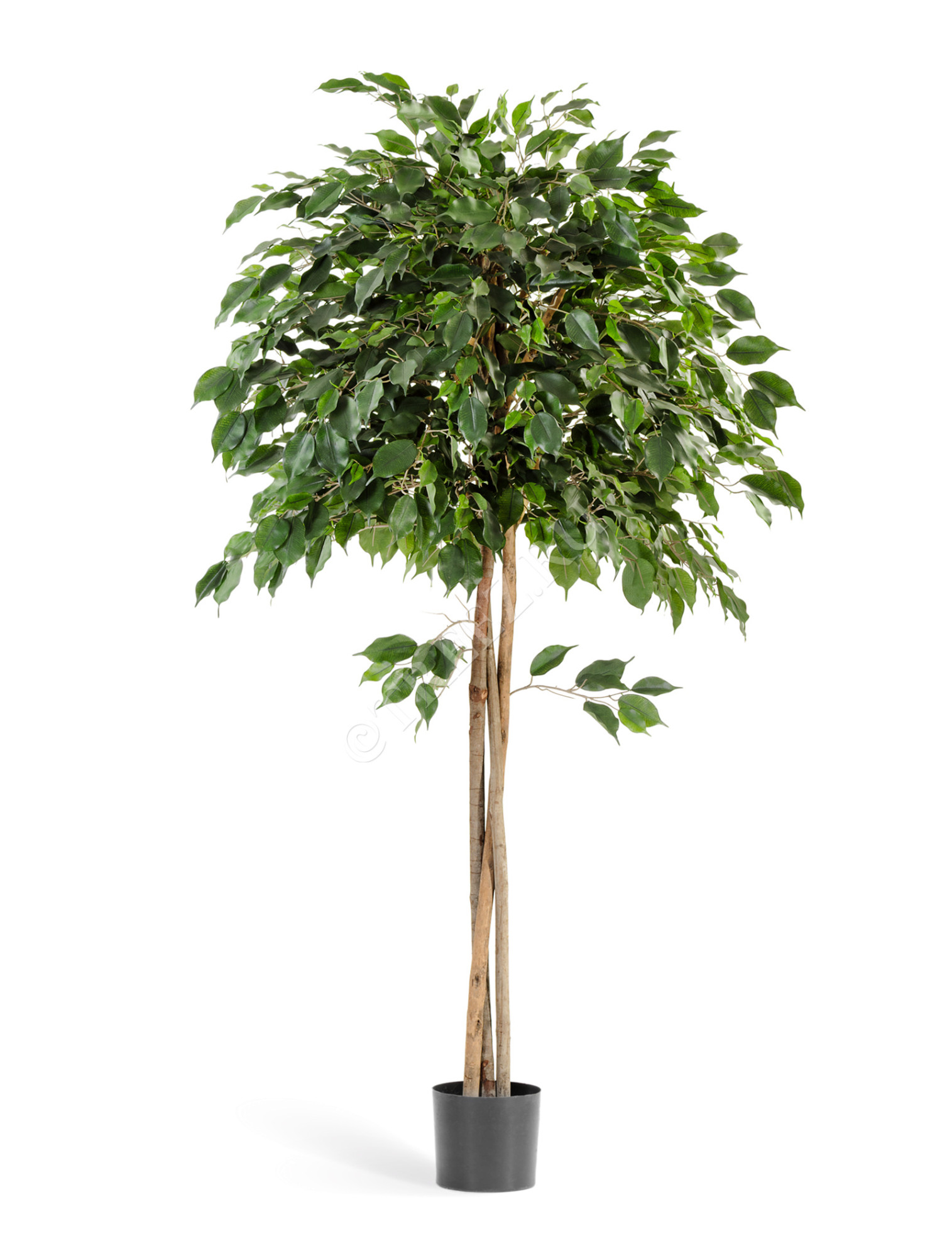 10.32606N Фикус Бенджамина зонтичный Цветочная коллекция 