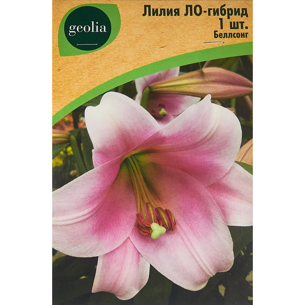Лилия ло-гибрид Беллсонг 86408641 STLM-2040115 Santreyd 
