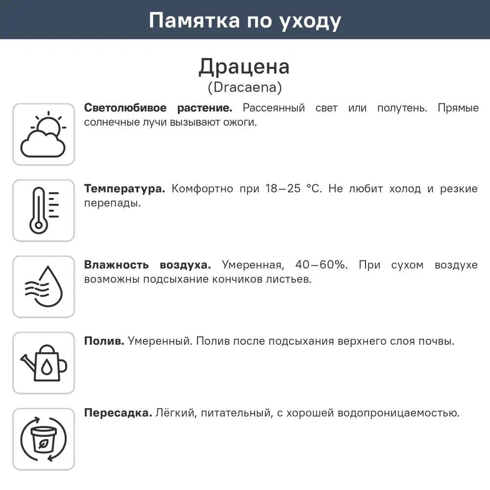 Драцена Жанет Крейг ø21 h120 см 87959804 STLM-2130696 Santreyd  - Вид №1