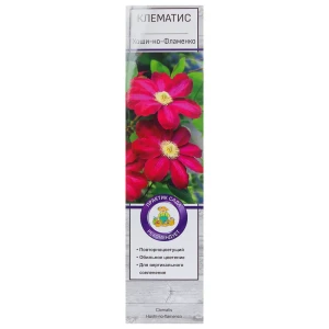 Клематис «Хоши но Фламенко» 81951274 STLM-2094040