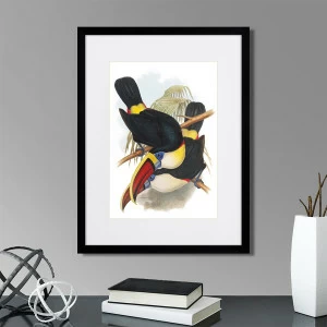 Литография на тонированной бумаге 42х32 см Toucans №2, 1849г. КАРТИНЫ В КВАРТИРУ  264535 Белый;коричневый;разноцветный