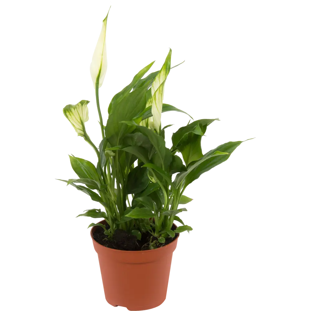 Спатифиллум Чопин Santreyd — элегантное тропическое растение с белоснежными цветами 14032601 STLM-0004212