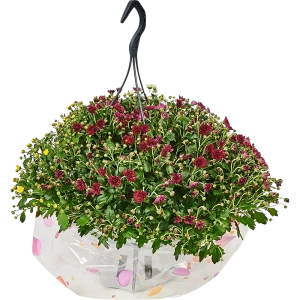Хризантема Микс махровых сортов 12x25 см 82548596 STLM-2197636