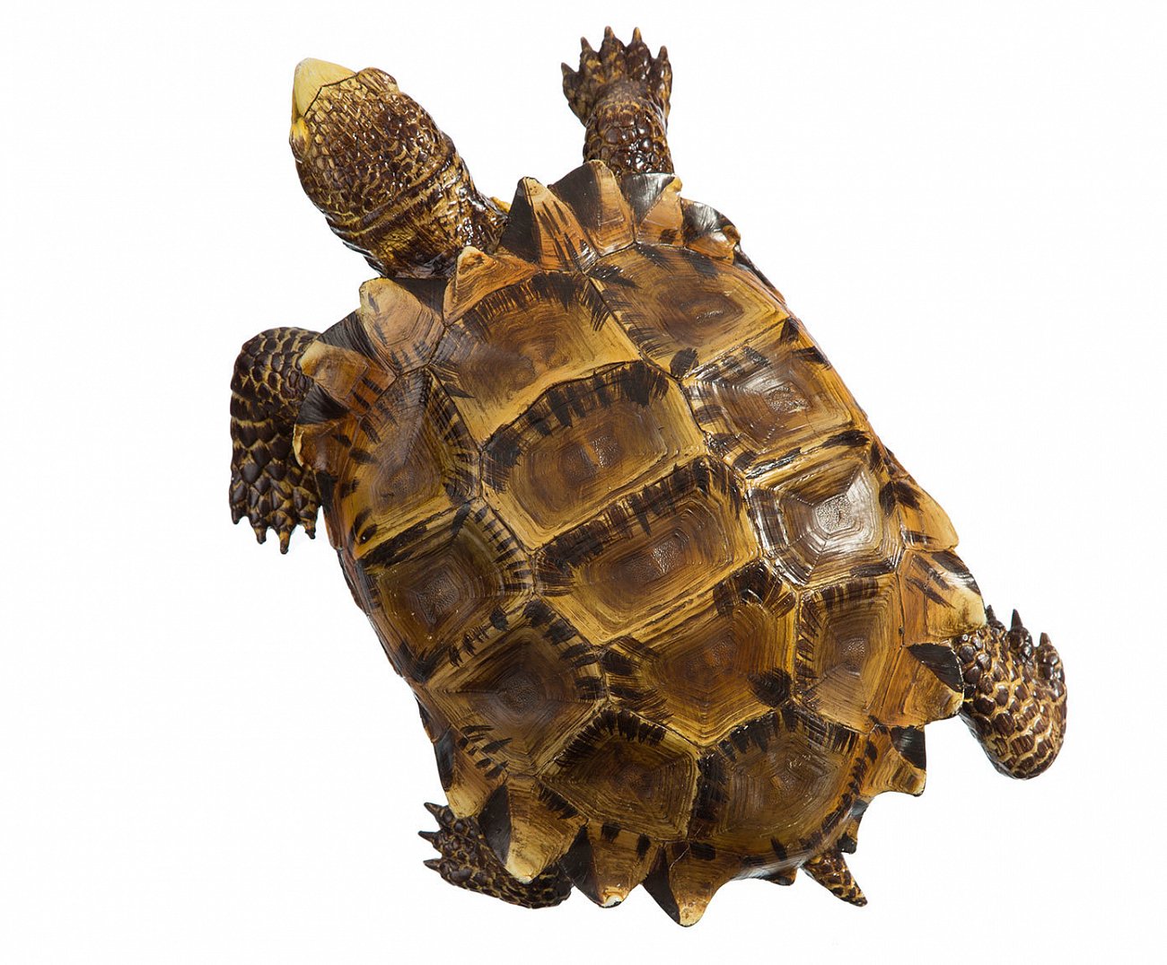Статуэтка коричневая "Черепаха" TO4ROOMS  00-3838441 Коричневый  - Вид №1