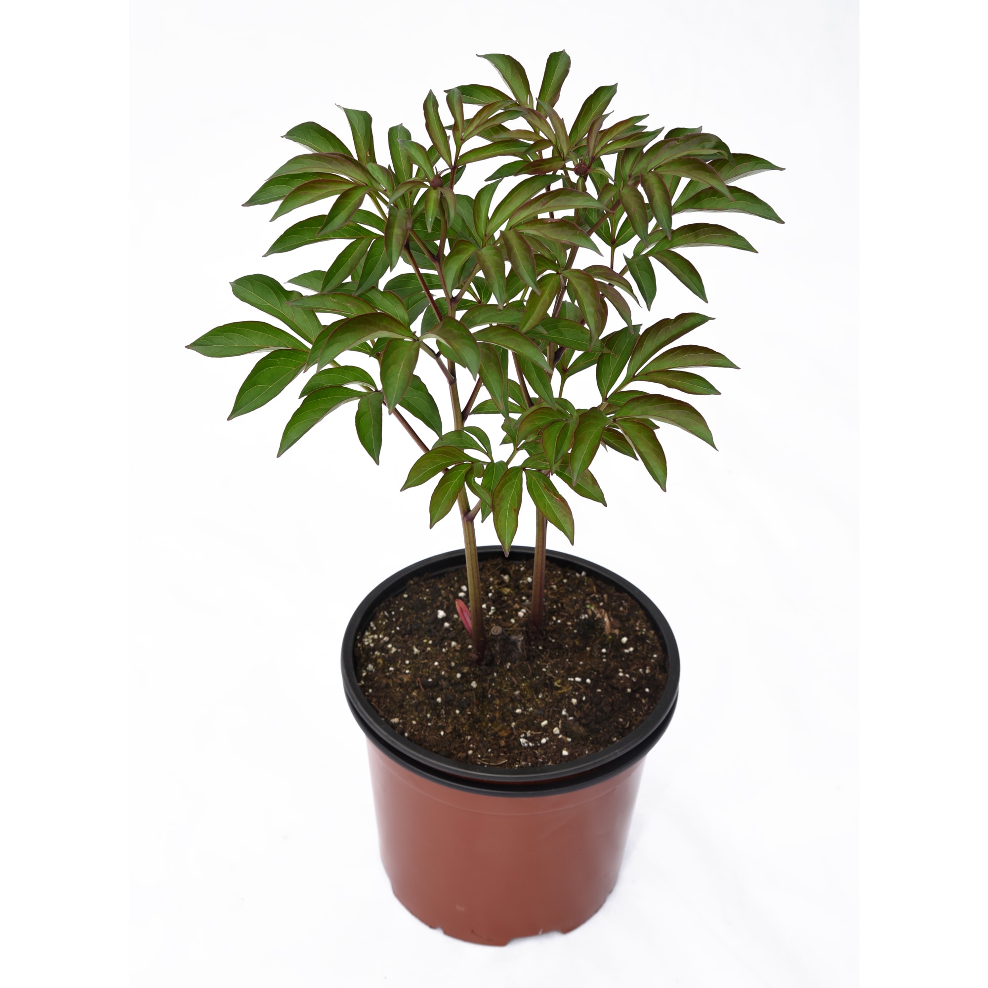 85324448 Пион молочноцветковый Мадрид ø14 h50 см Santreyd  - Вид №1