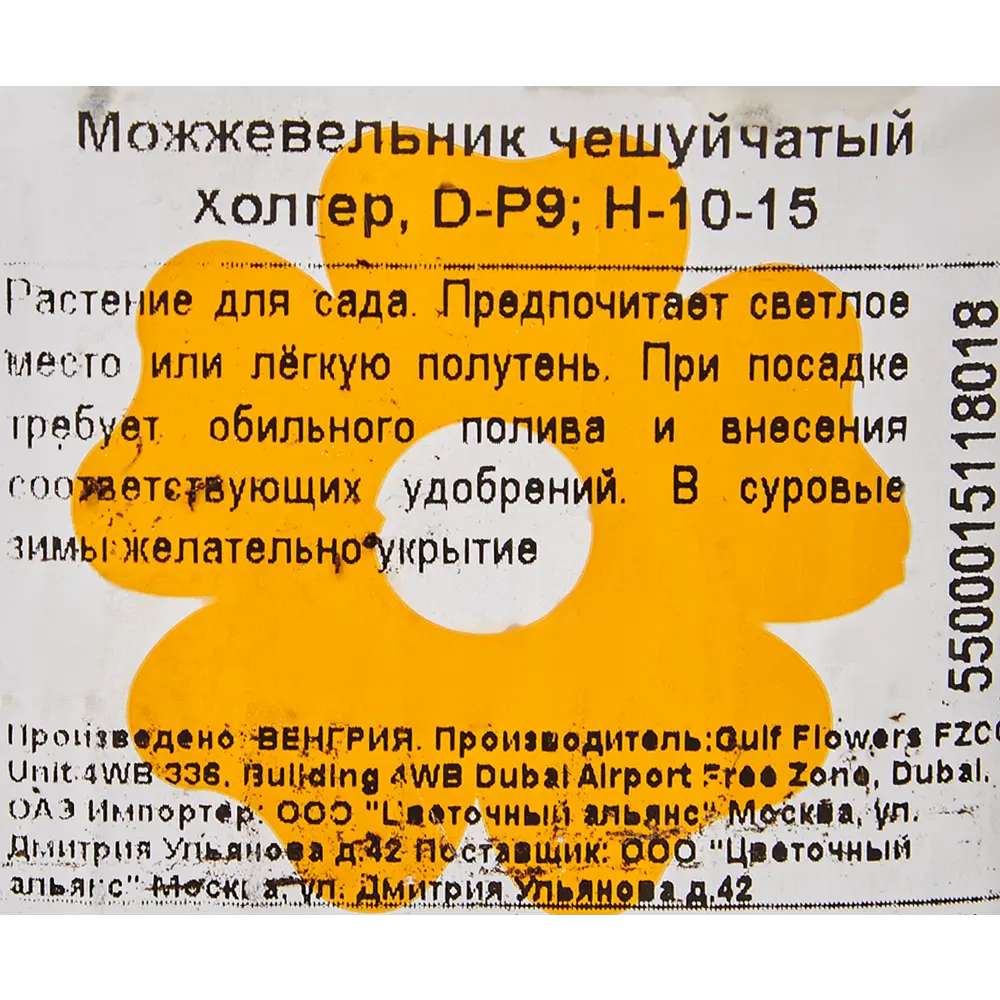 Можжевельник чешуйчатый «Холгер» 9x12.5 см 82601675 STLM-2121882 Santreyd  - Вид №1