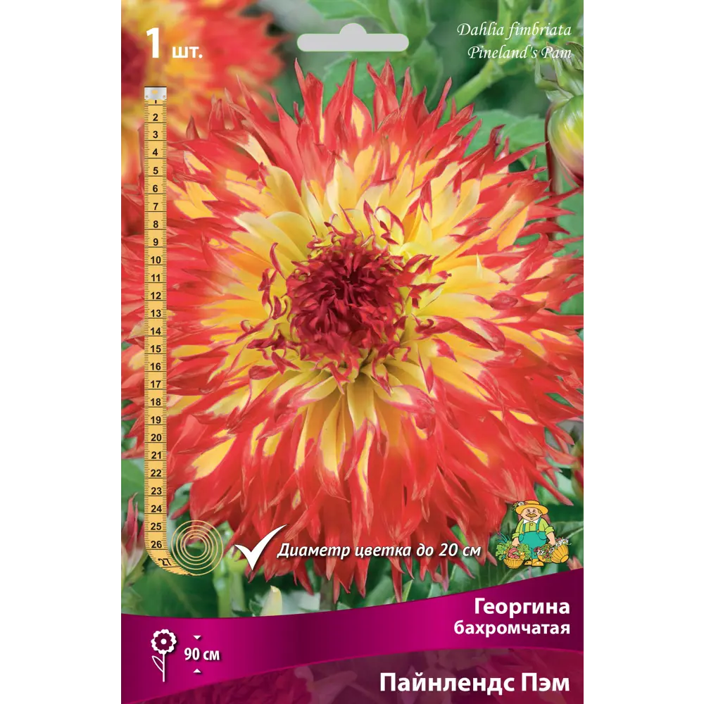 Георгины бахромчатые Пайнлендс Пэм 82530138 STLM-2042976 ПОИСК 