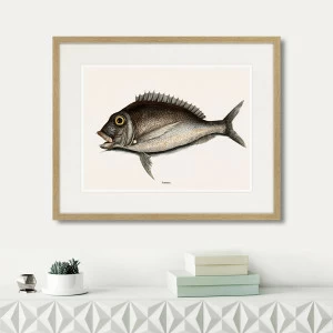 Картина: Marine life №7, 1725г. КАРТИНЫ В КВАРТИРУ  264308 Разноцветный