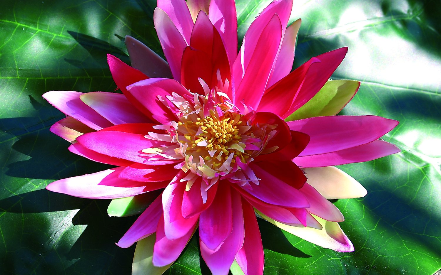 3896 515 a2 Кувшинка пластиковая, плавающая, Ø 21 см, розовая H-andreas  - Вид №2