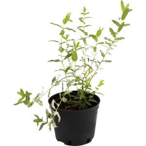 Ива цельнолистная «Хакуро» C1.5