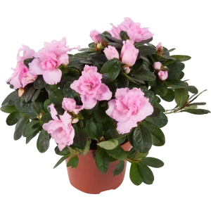 Азалия индика микс d12 h20 82579975 STLM-2103371
