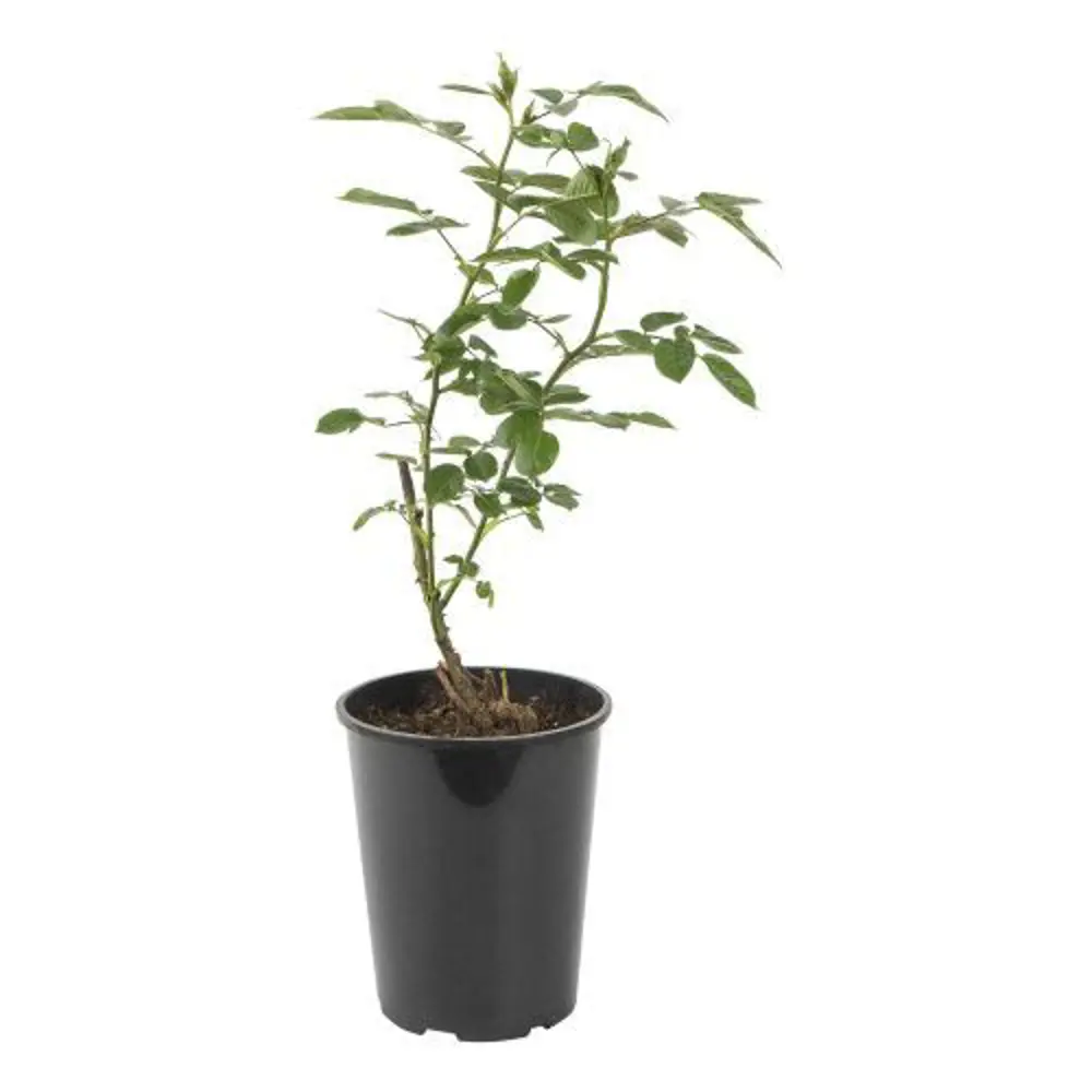 Роза Флорибунда Домэн дэ Сэн ø18 h20 см 89465472 STLM-2211973 PLANTMARKET  - Вид №1