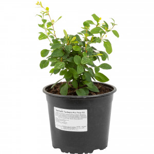 82219493 Барбарис Тунберга «Роз Глоу» 2 л h20 см