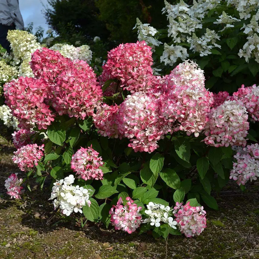 Гортензия метельчатая Пинк Даймонд ø15 h20 см 85606565 STLM-2056701 Santreyd 