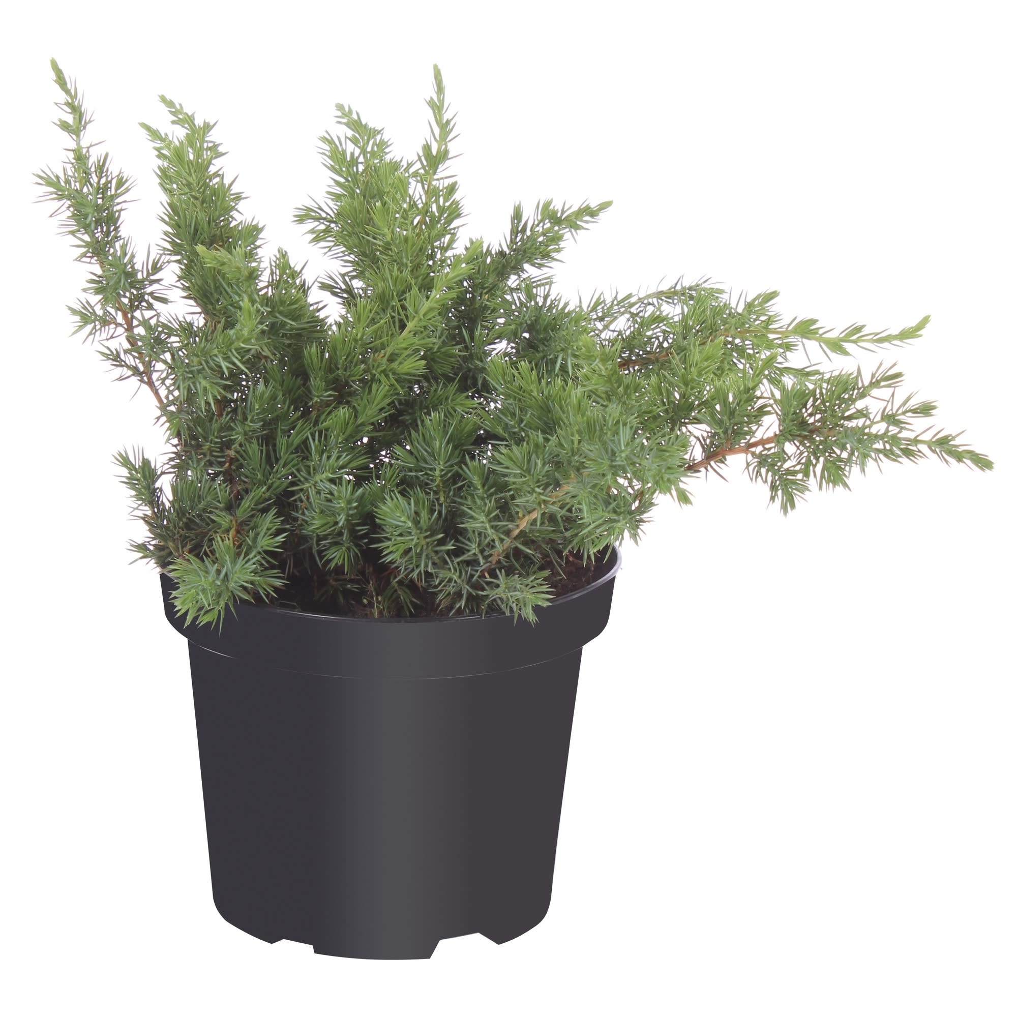 81959243 Можжевельник прибрежный С2 «Шлагер» 3/20 Santreyd 