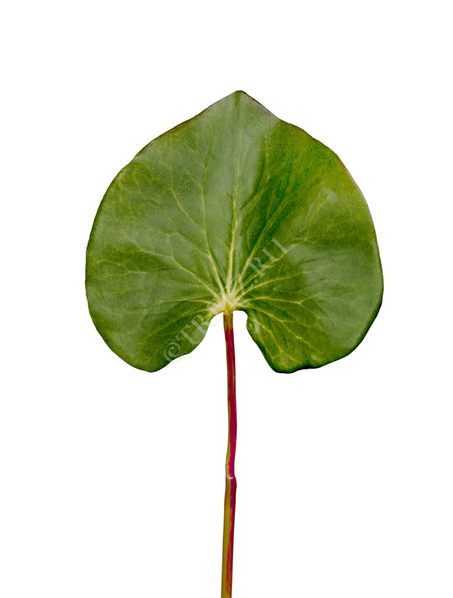 30.03080089GR Лист галакса большой в-46 см д-9х12 см Цветочная коллекция 