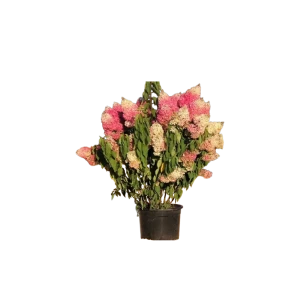 Гортензия метельчатая Строберри Блоссом ø54 h100 - 120 см