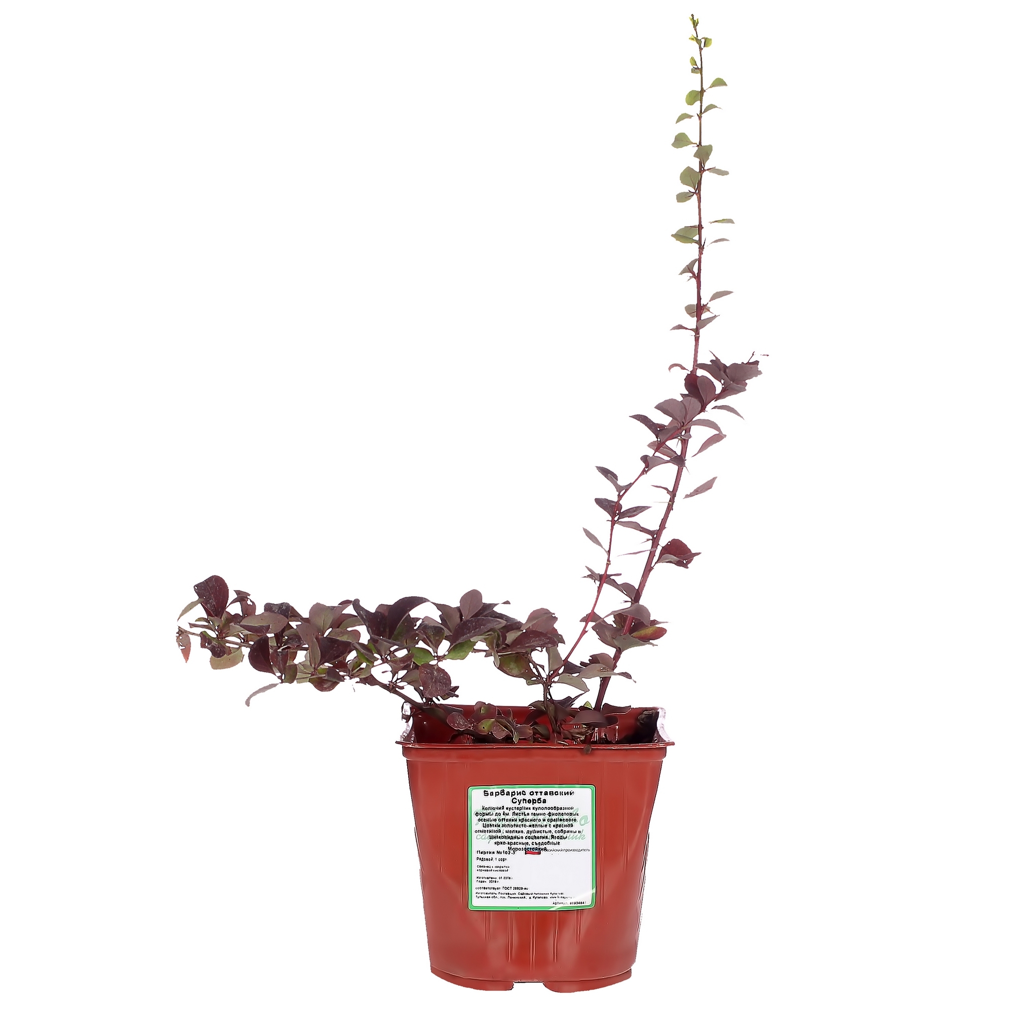 Барбарис Оттавский Суперба Santreyd - декоративный кустарник с пурпурной листвой 81954847 STLM-0015200
