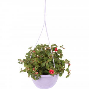 12511924 Бальзамин 21х30 см