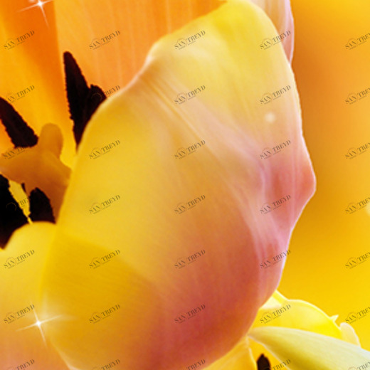 C1-287 Фотообои DIVINO Collection C 2.7х1 м C1287