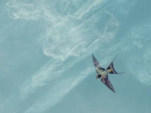 Isidore Leroy Панорамные обои Anastasie 6242401-6242402