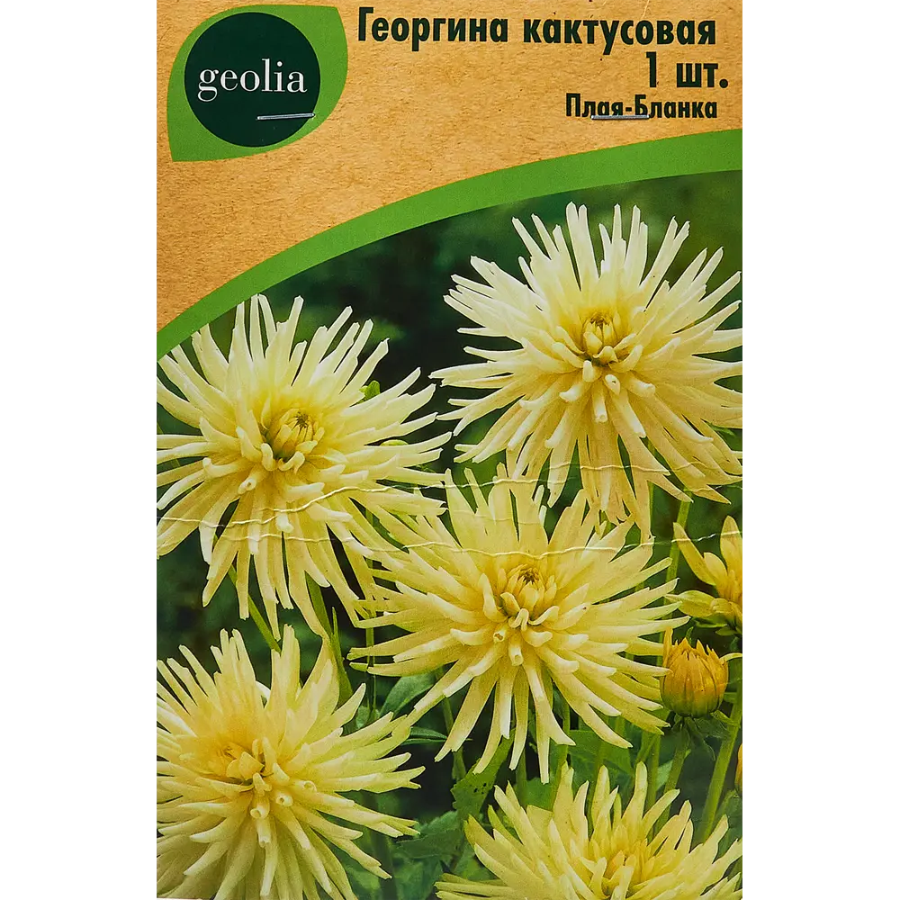 Георгина Geolia кактусовая Плая-бланка 86408563 STLM-2161495 