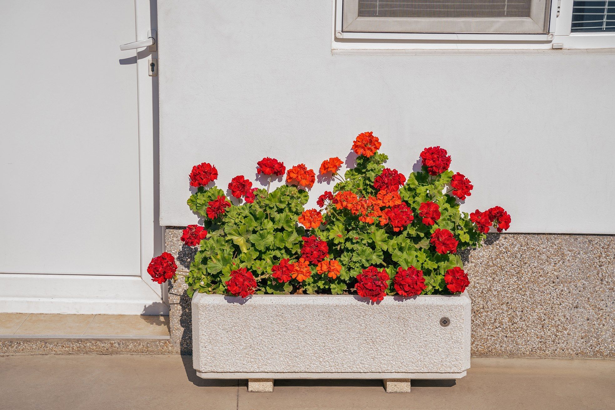 Бетонная плантатор ENCHO ENCHEV - ETE 80 ARCH-00097559 - Вид №3