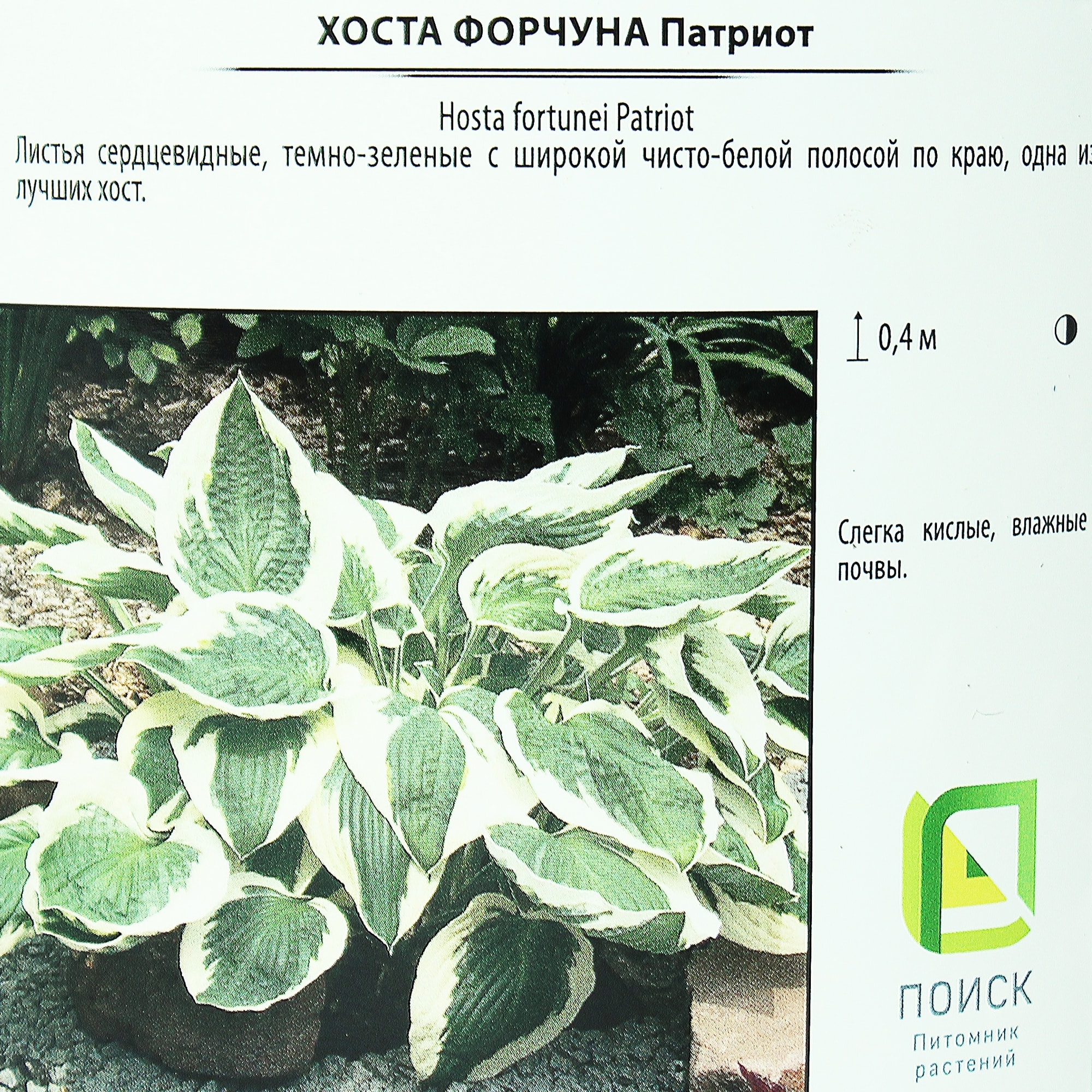 81968611 Хоста Форчуна «Патриот», контейнер 1.5 л Santreyd  - Вид №2