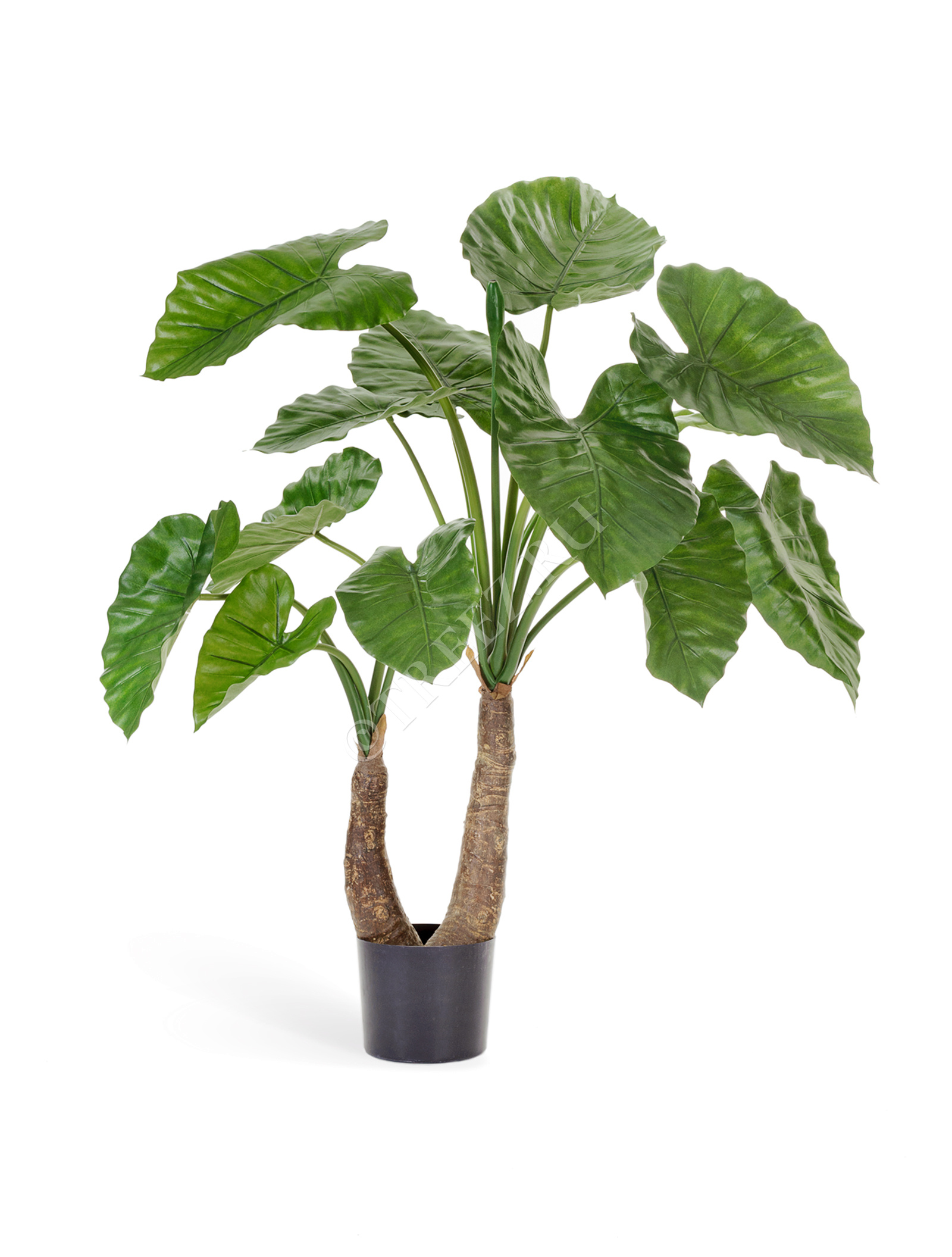 10.55602N Алоказия Калидора Цветочная коллекция  - Вид №2