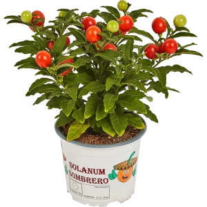 Солянум микс 10.5x25 см 82877367 STLM-2205983