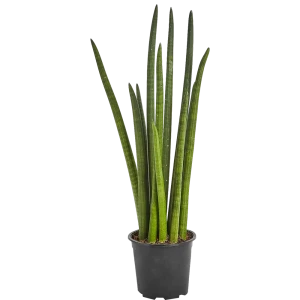 Сансевиерия цилиндрическая 17x70 см 82850381 STLM-2137756