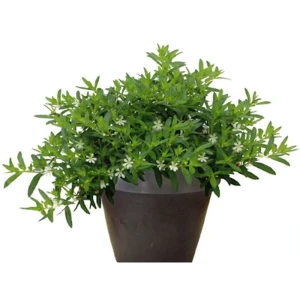 Куфея микс ø12 h12 см 89371235 STLM-2115249